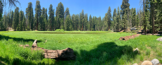 Round Meadow in the Giant Forest Area of Sequoia National Park