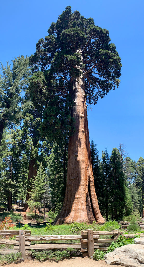 Historic Giant Forest Museum At Sequoia National Park - Inspired ...