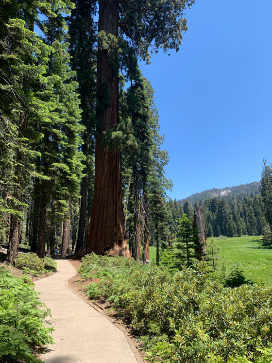 Trail Alongside Crescent Meadow