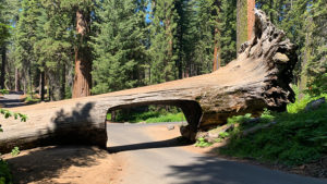 The Drive Through Tunnel Log At Sequoia National Park