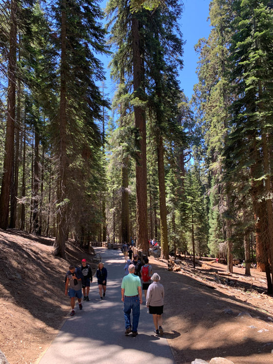 Walking the Crowded General Sherman Tree Trail