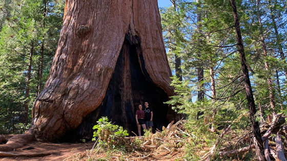 Big Stump Trail at Kings Canyon National Park