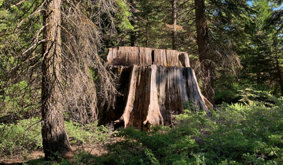 Big Tree Stump at Kings Canyon National Park