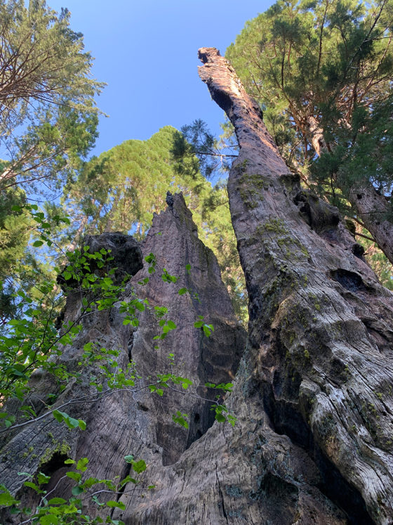 Burned Out Chimney Tree