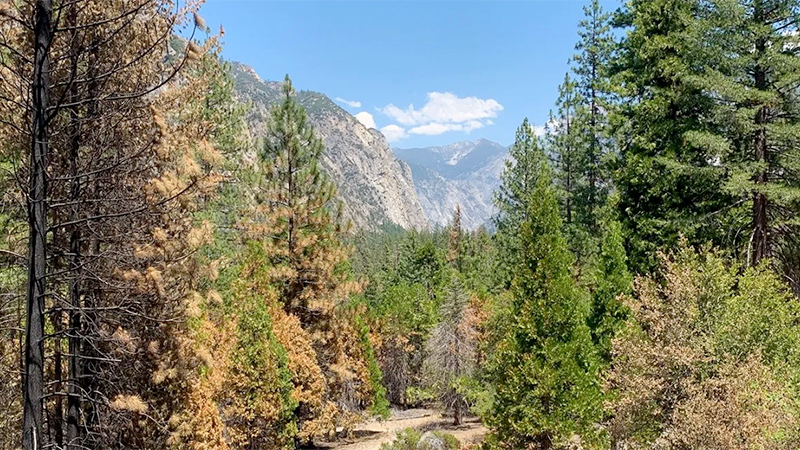 Canyon View Overlook in Kings Canyon National Park