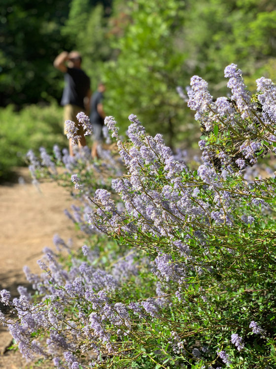 Flowers Blooming in Kings Canyon