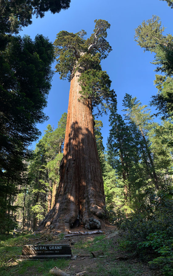 General Grant Tree