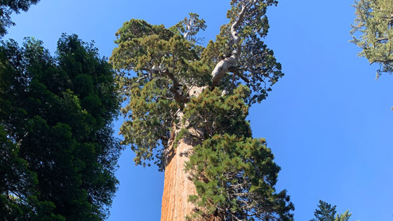 General Grant Tree Trail at Kings Canyon National Park