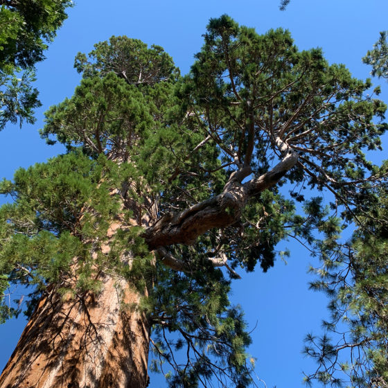 Giant Sequoia