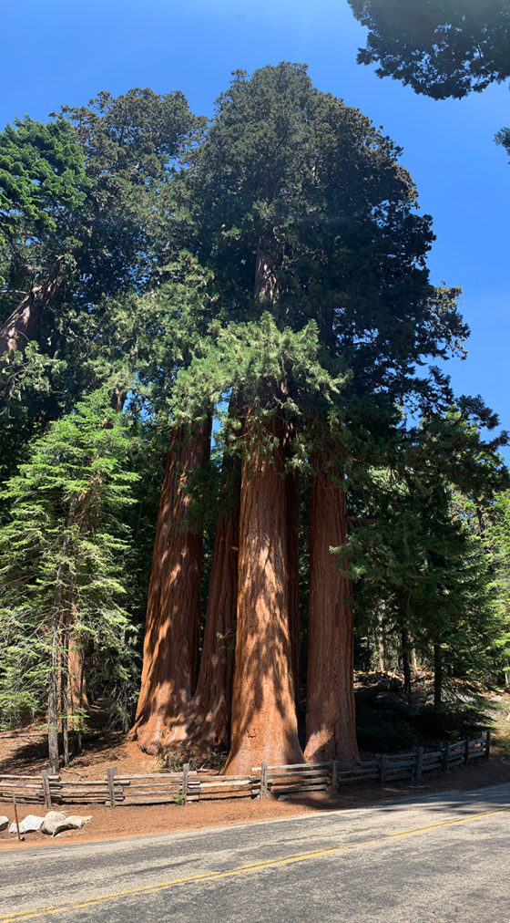 Giant Sequoia National Monument Lost Grove
