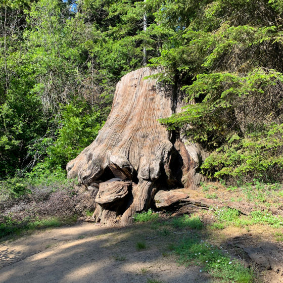 Giant Sequoia Stump