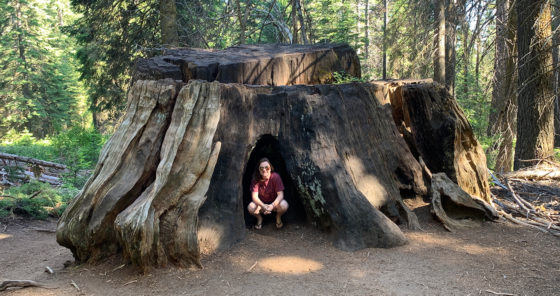 Giant Sequoia Stump at Kings Canyon National Park