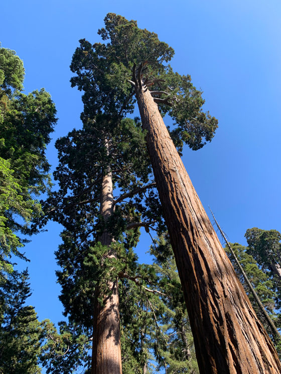 Giant Sequoias