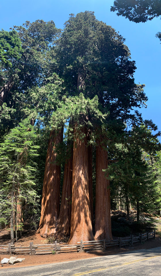 Giant Sequoias at the Lost Grove