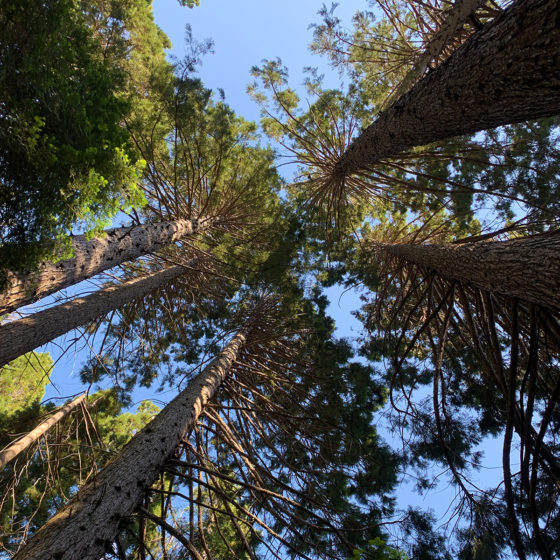 Grove of Giant Sequoias