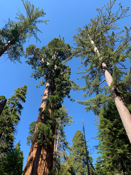 Kings Canyon National park Sequoias