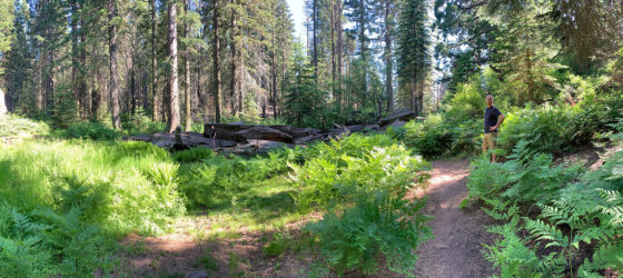 Lush Forest Along Big Stump Trail