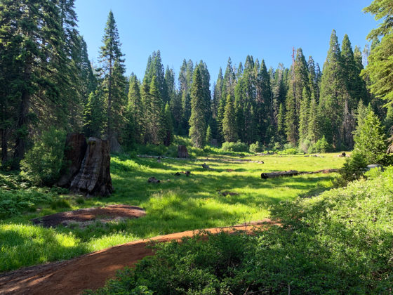 Meadow Big Stump Trail