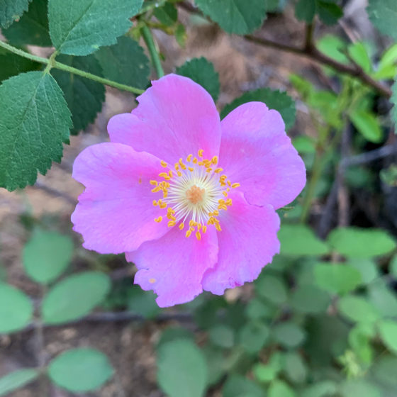 Pink Flower at Kings Canyon