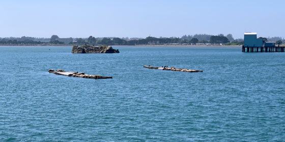 Sea Lions